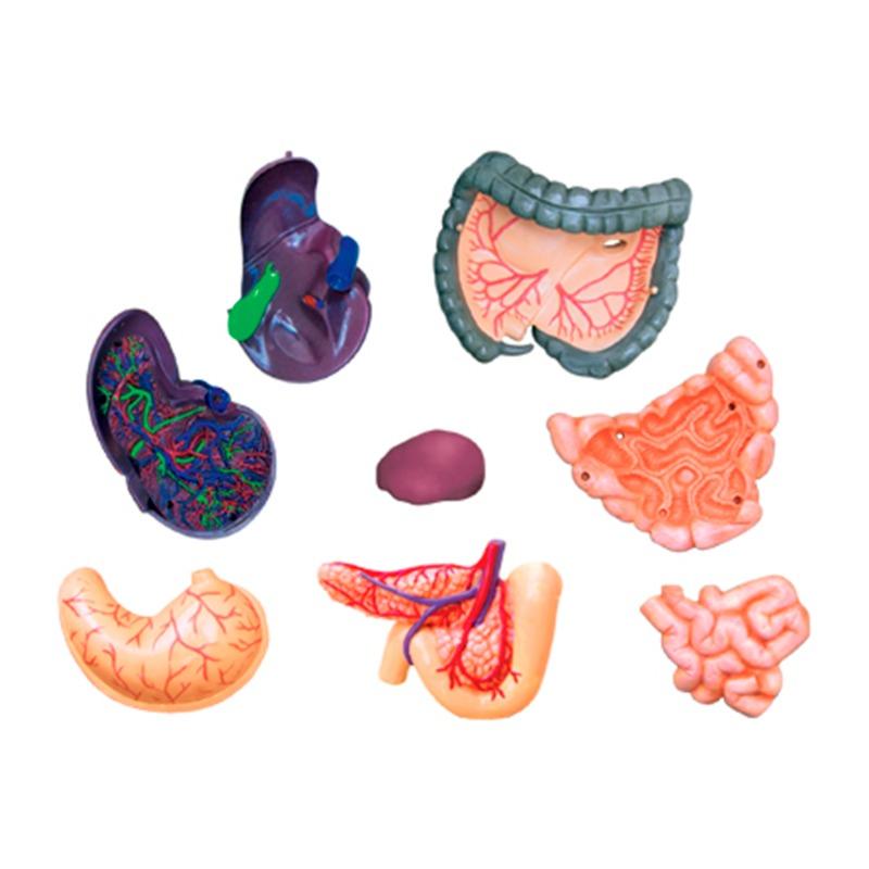 المجموعة التعليمية لتشريح جسم الإنسان