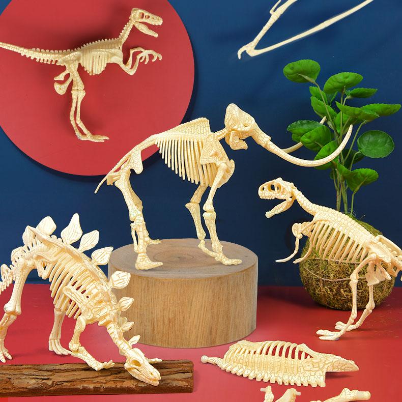 ميدير - مجموعة الهيكل العظمي للديناصور - ستيجوسورس