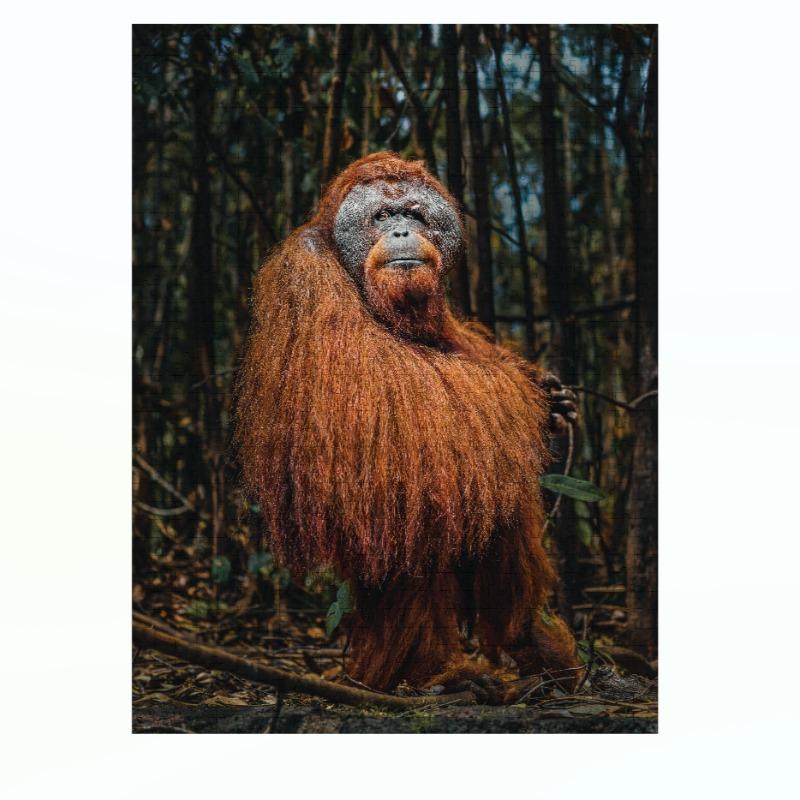 Ambassador - Wild Animal Families Donal Boyd 3x1000 Pcs - Shape 4