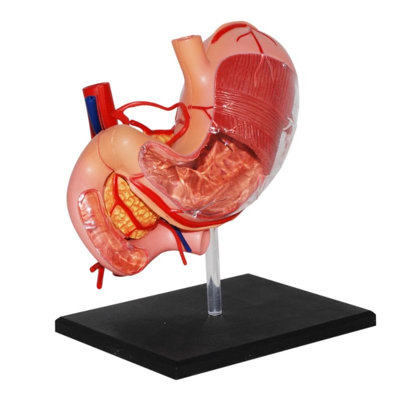 4D Human Anatomy - Stomach