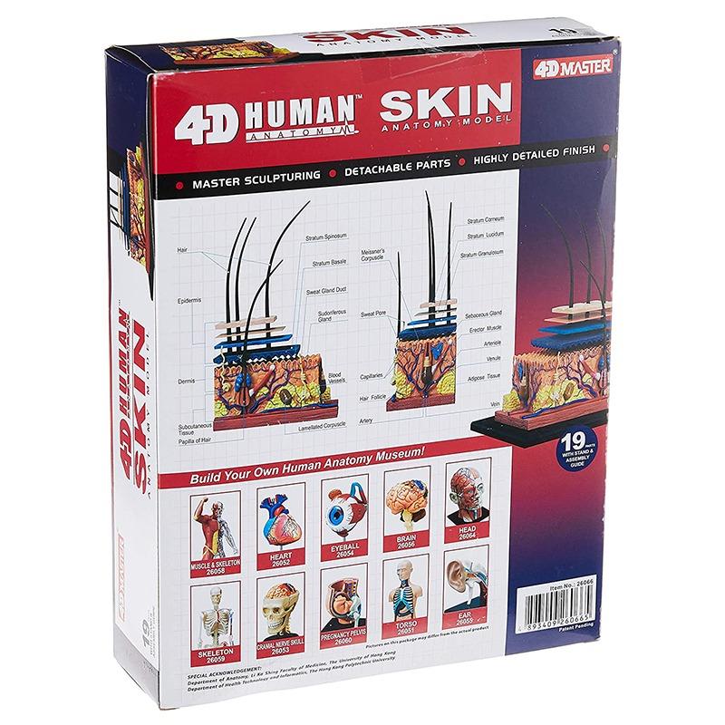 4D Master Human Anatomy Skin