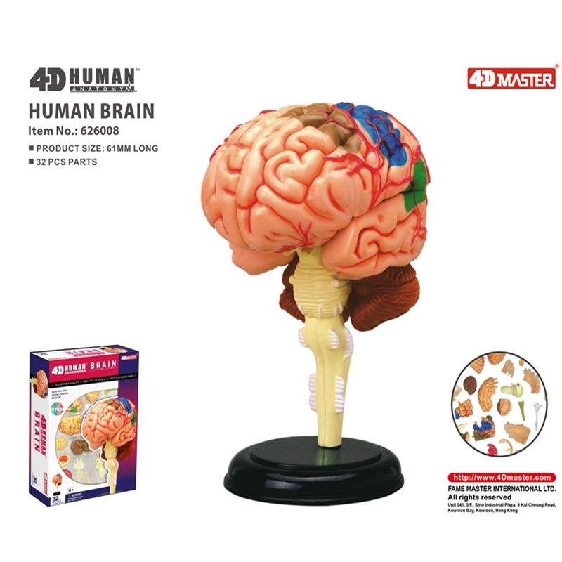 المجموعة التعليمية لتشريح الدماغ البشري