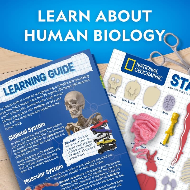 National Geographic Glow-In-The-Dark Human Body thumbnail 4