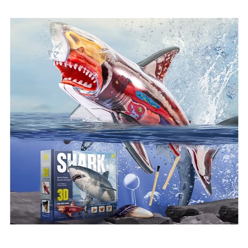 3D Shark Anatomy Set thumbnail 4