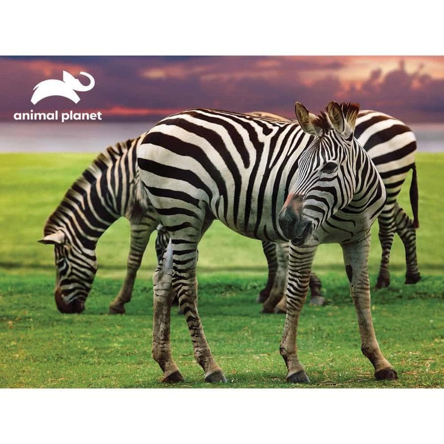 Animal Planet - Zebra 3D Puzzle With Plush 48 Pcs thumbnail 2