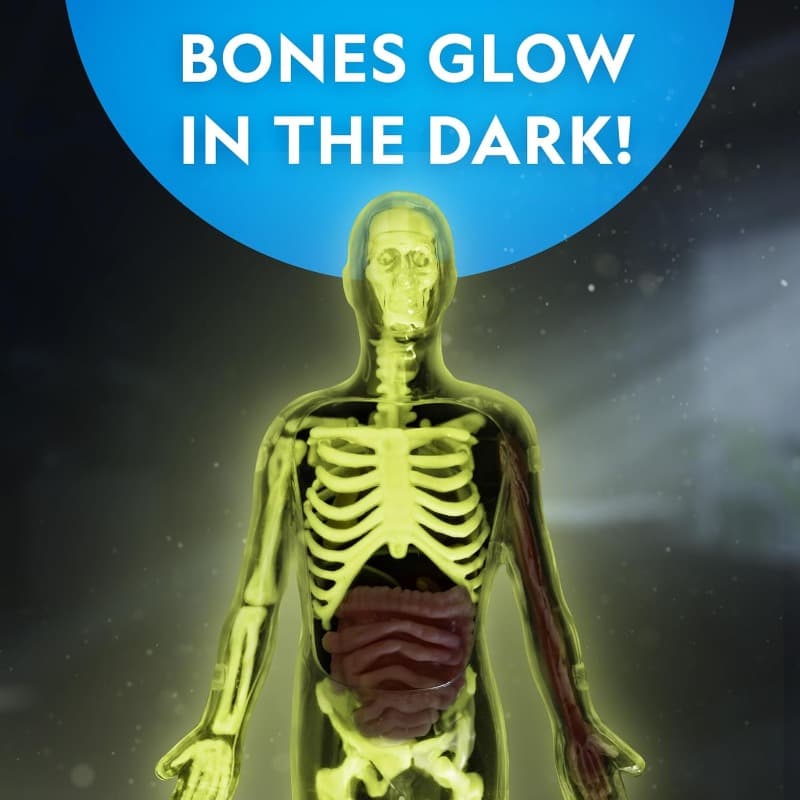 National Geographic Glow-In-The-Dark Human Body thumbnail 5