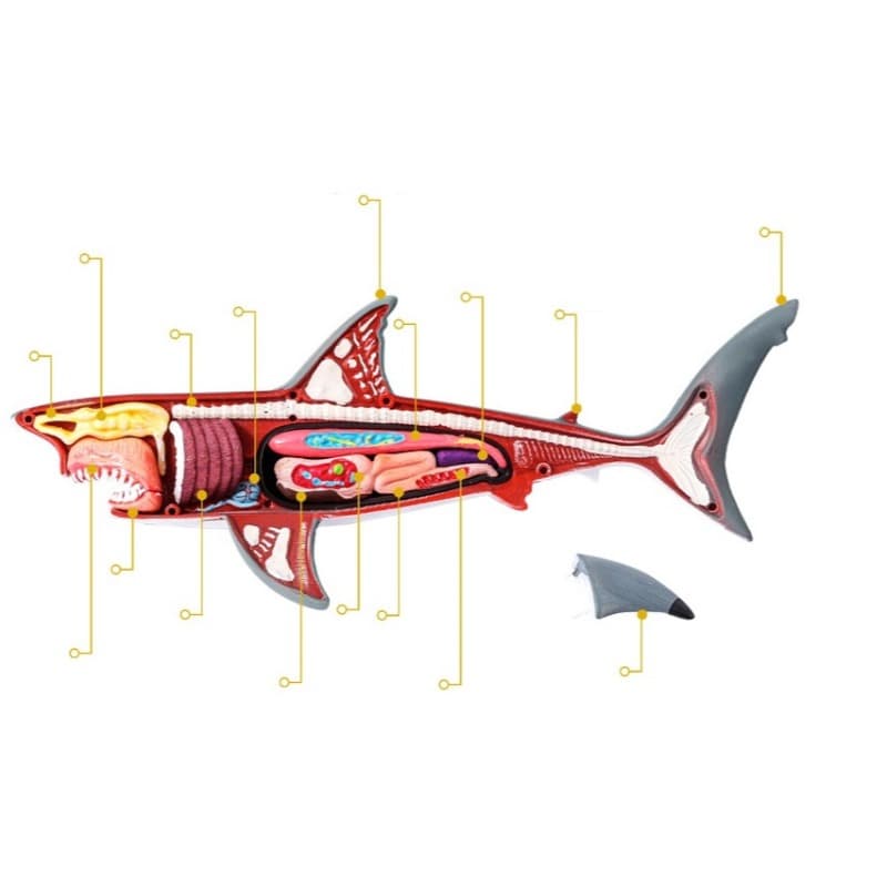 3D Shark Anatomy Set thumbnail 3