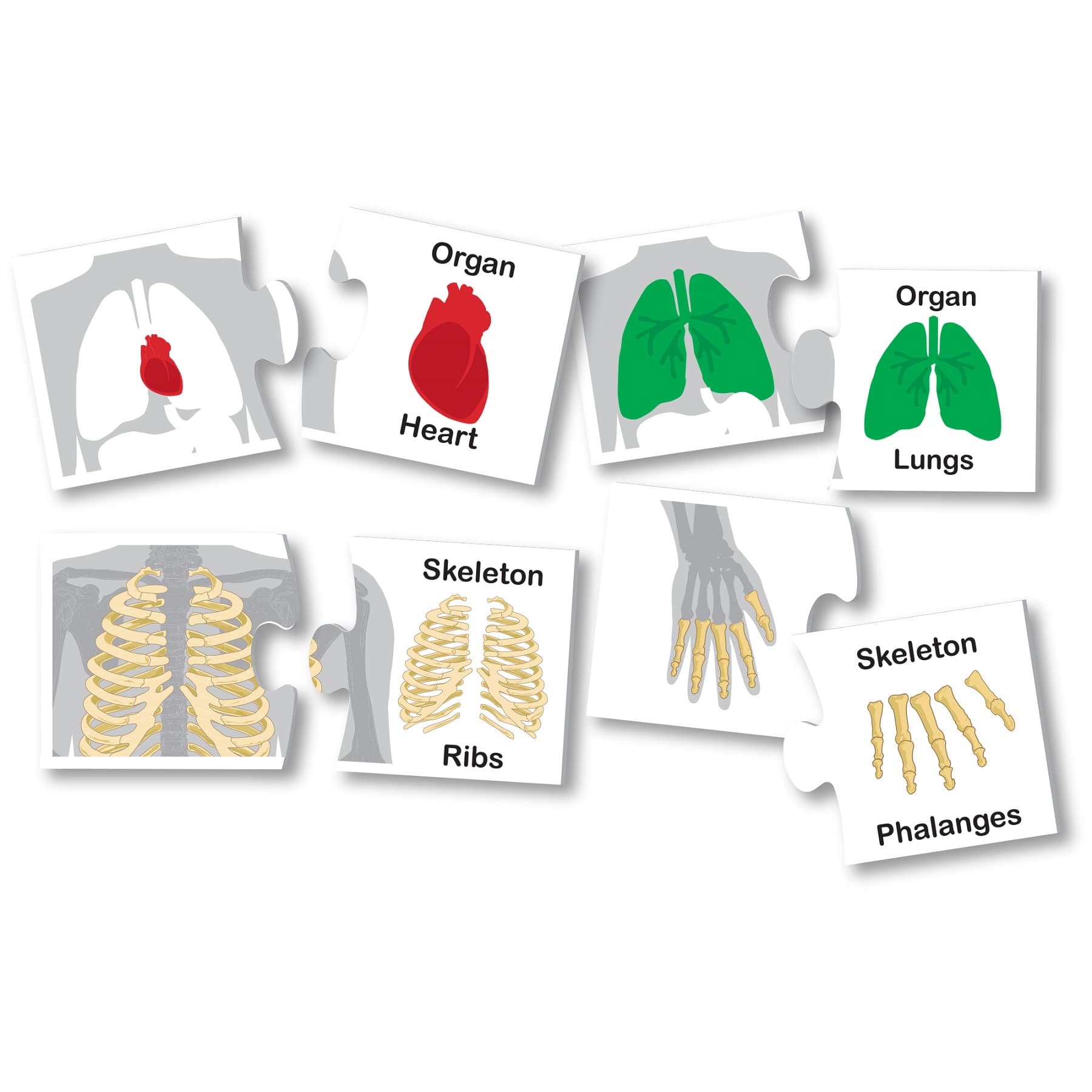 Learning Kitds Human Body thumbnail 2