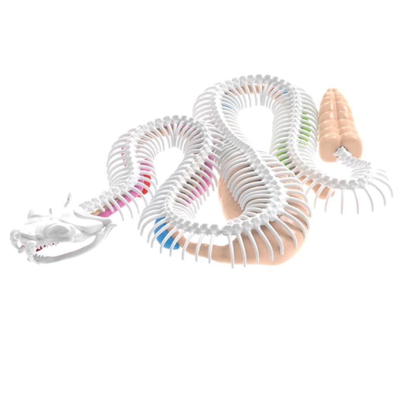 Dissect It Simulated Lab Animal Anatomy Rattlesnake thumbnail 4