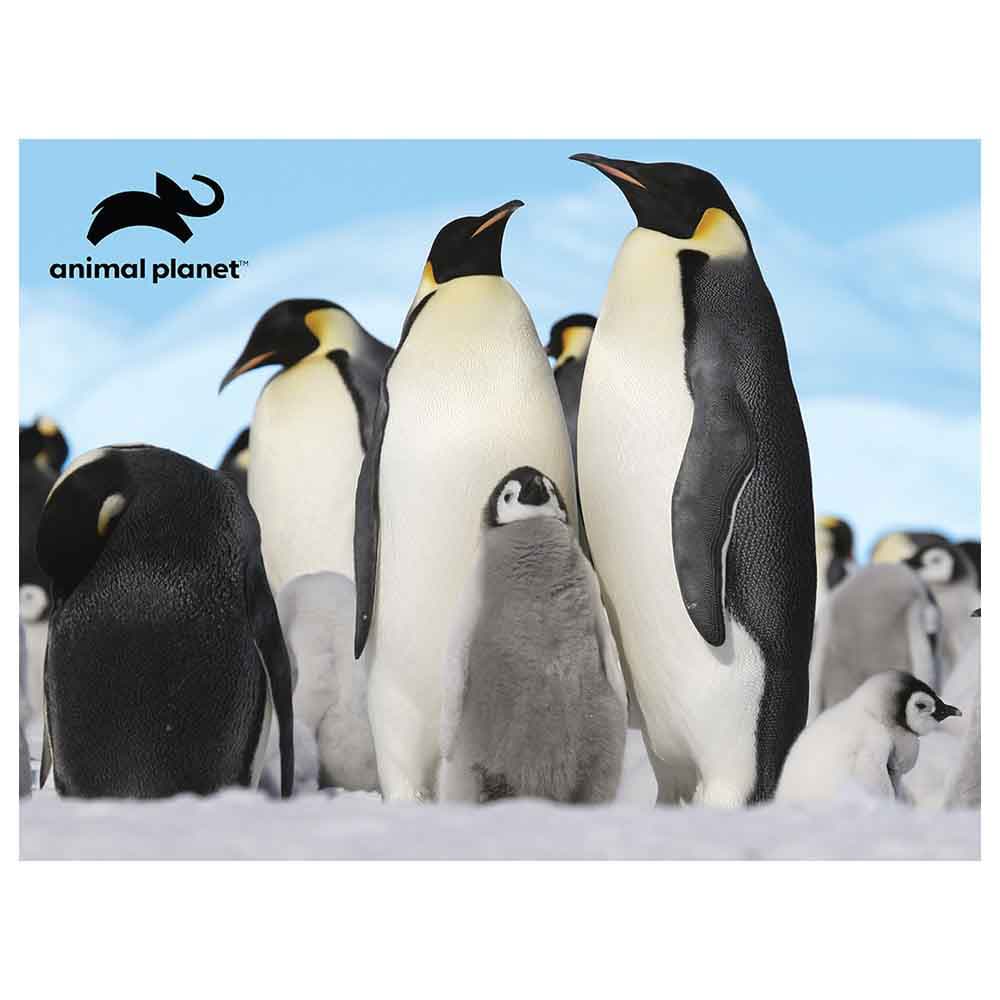 Animal Planet - Penguins Prime 3D Puzzle 500 Pcs thumbnail 2