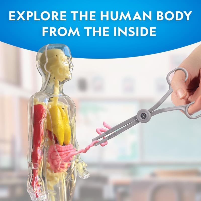 National Geographic Glow-In-The-Dark Human Body thumbnail 2